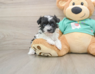5 week old Havanese Puppy For Sale - Windy City Pups