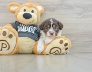 8 week old Havanese Puppy For Sale - Windy City Pups