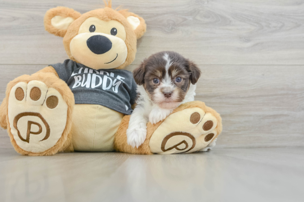 6 week old Havanese Puppy For Sale - Windy City Pups