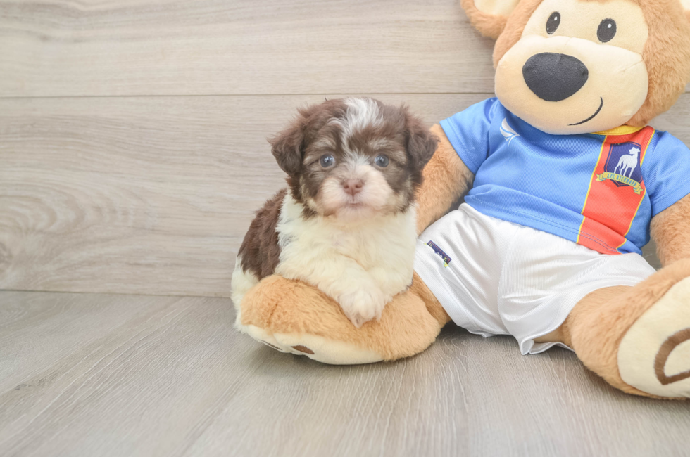 6 week old Havanese Puppy For Sale - Windy City Pups