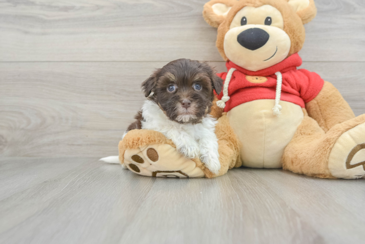 Havanese Pup Being Cute