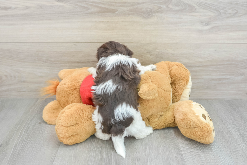 Popular Havanese Purebred Pup