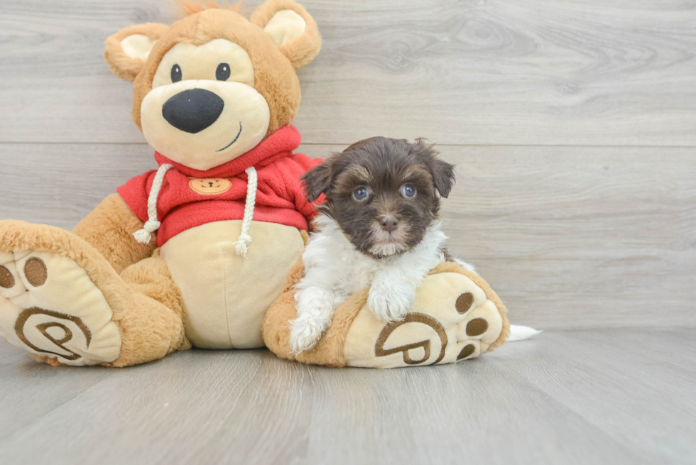 Havanese Pup Being Cute