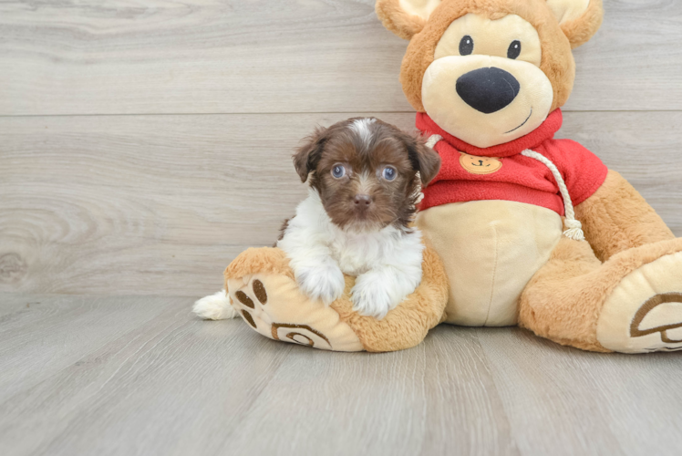 Havanese Pup Being Cute