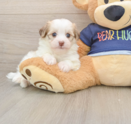 5 week old Havanese Puppy For Sale - Windy City Pups