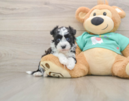 5 week old Havanese Puppy For Sale - Windy City Pups