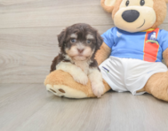 8 week old Havanese Puppy For Sale - Windy City Pups