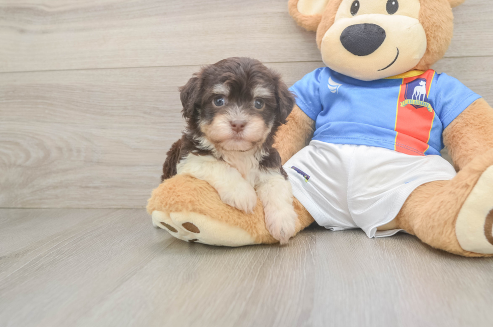 6 week old Havanese Puppy For Sale - Windy City Pups