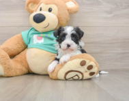 5 week old Havanese Puppy For Sale - Windy City Pups