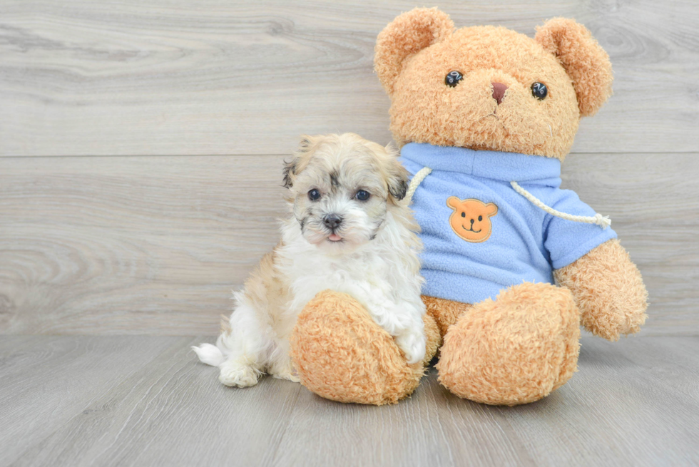 Funny Havanese Baby