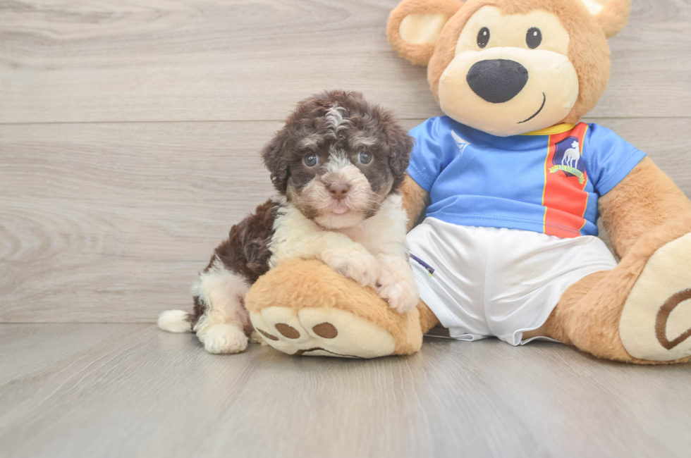 6 week old Havanese Puppy For Sale - Windy City Pups