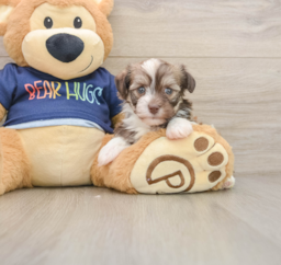 5 week old Havanese Puppy For Sale - Windy City Pups