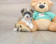 6 week old Havanese Puppy For Sale - Windy City Pups
