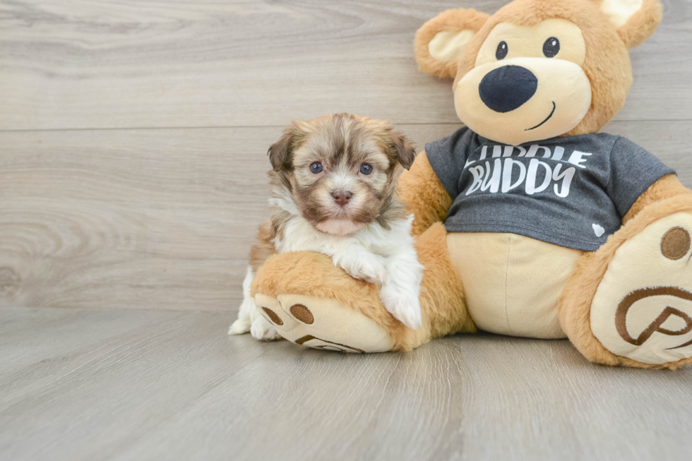 Havanese Pup Being Cute