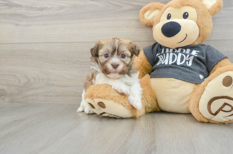 6 week old Havanese Puppy For Sale - Windy City Pups