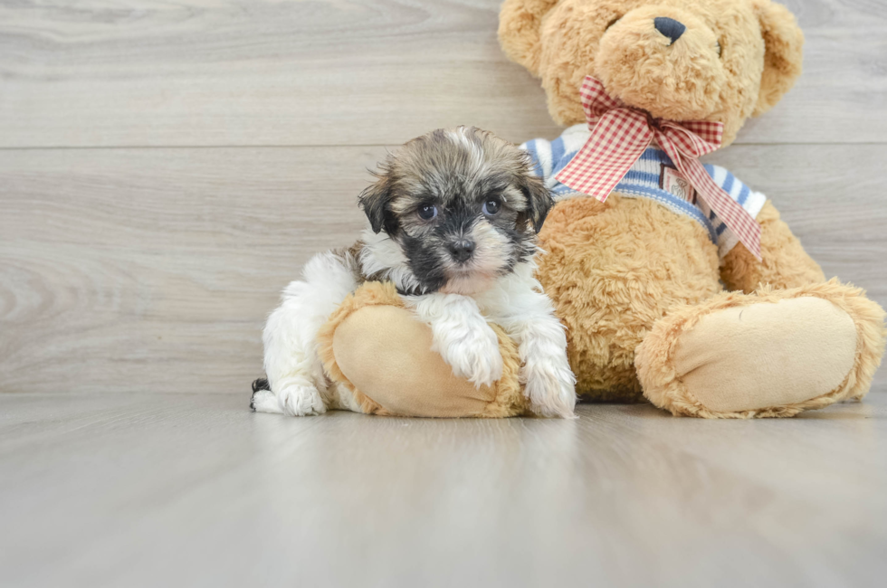 7 week old Havanese Puppy For Sale - Windy City Pups