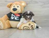 7 week old Havanese Puppy For Sale - Windy City Pups