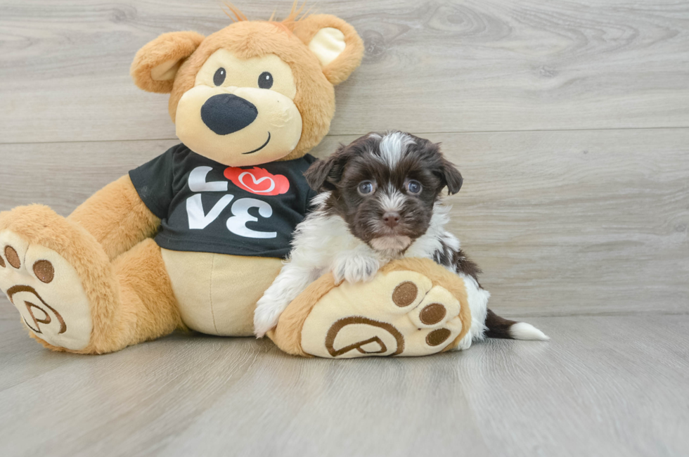 7 week old Havanese Puppy For Sale - Windy City Pups