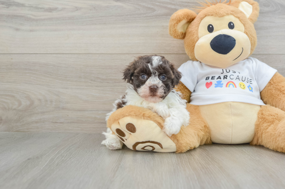 7 week old Havanese Puppy For Sale - Windy City Pups