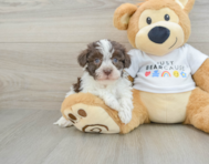 7 week old Havanese Puppy For Sale - Windy City Pups