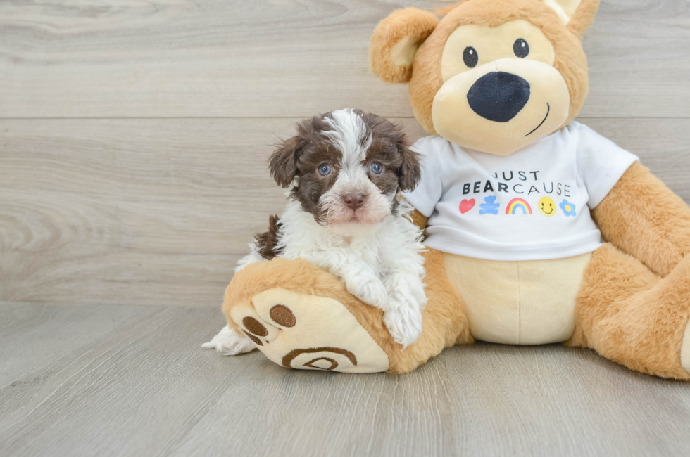 7 week old Havanese Puppy For Sale - Windy City Pups