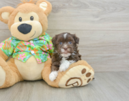 6 week old Havanese Puppy For Sale - Windy City Pups