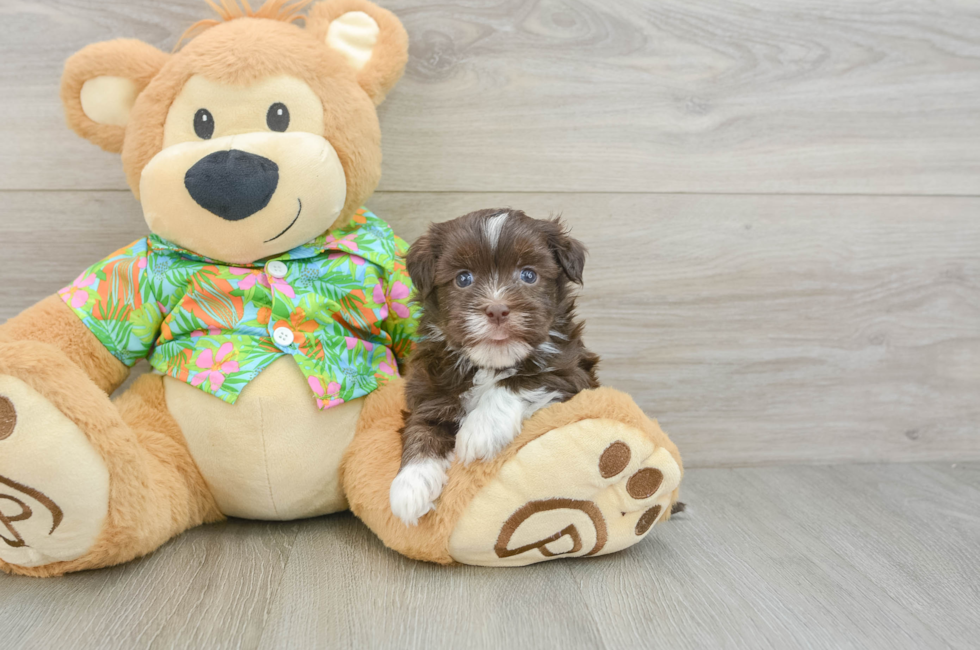 6 week old Havanese Puppy For Sale - Windy City Pups