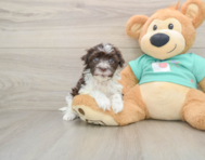 6 week old Havanese Puppy For Sale - Windy City Pups