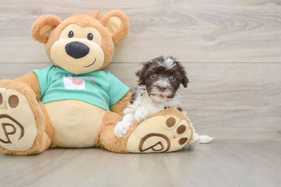 Popular Havanese Purebred Pup