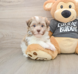 6 week old Havanese Puppy For Sale - Windy City Pups