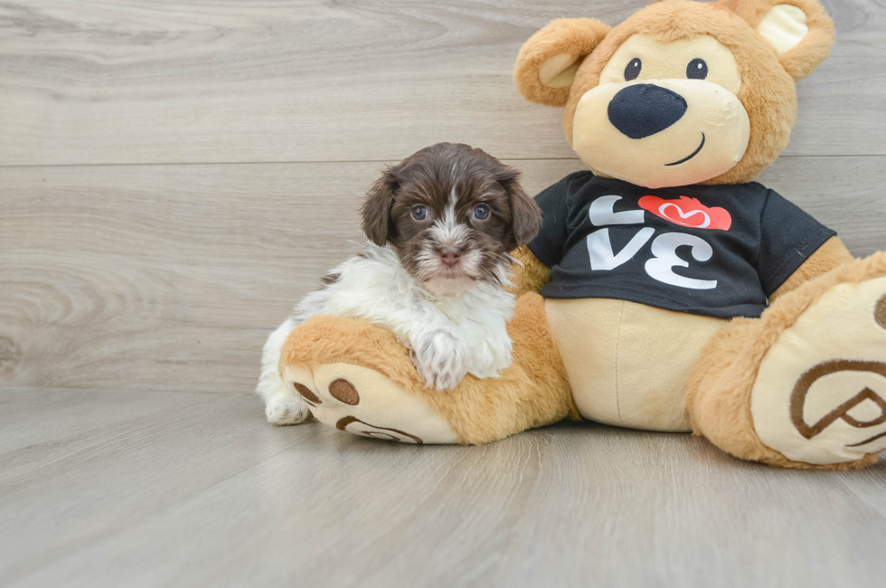 7 week old Havanese Puppy For Sale - Windy City Pups