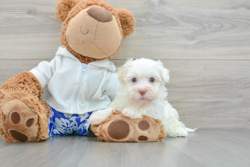 Little Havanese Baby