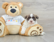 7 week old Havanese Puppy For Sale - Windy City Pups