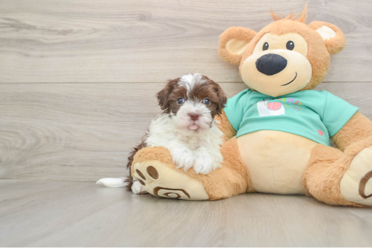 Funny Havanese Purebred Pup