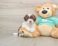 6 week old Havanese Puppy For Sale - Windy City Pups