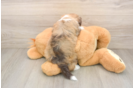 Best Havanese Baby