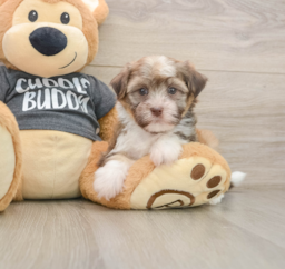 6 week old Havanese Puppy For Sale - Windy City Pups
