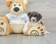 7 week old Havanese Puppy For Sale - Windy City Pups