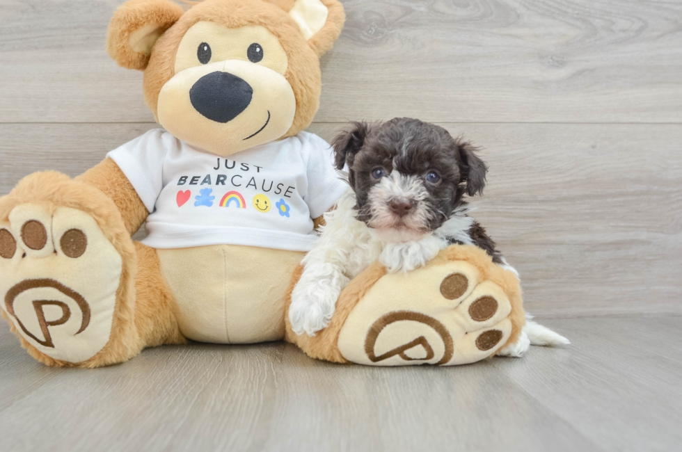 7 week old Havanese Puppy For Sale - Windy City Pups