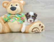 6 week old Havanese Puppy For Sale - Windy City Pups