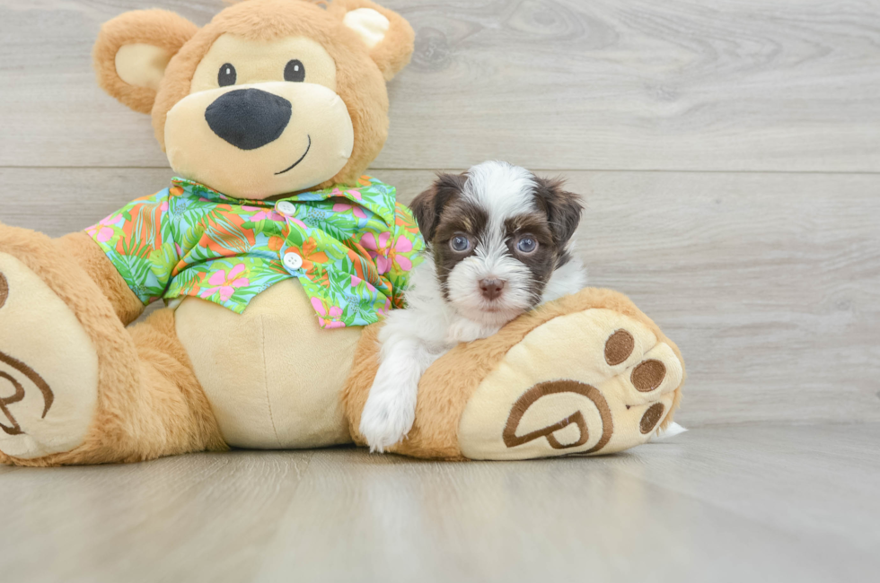 6 week old Havanese Puppy For Sale - Windy City Pups