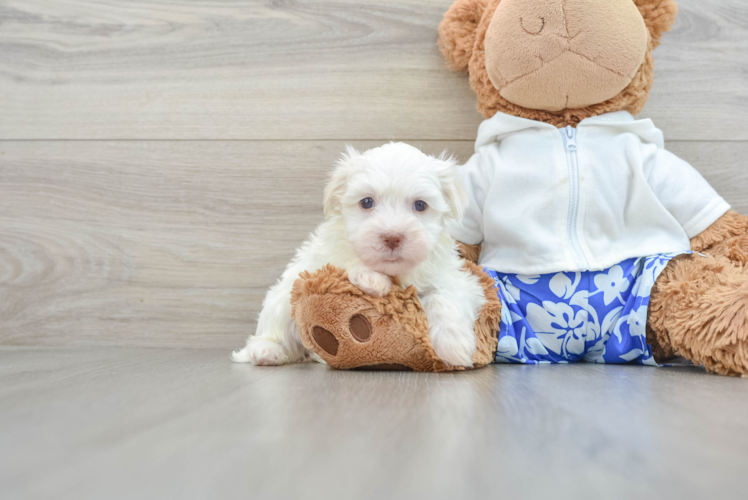 Sweet Havanese Purebred Puppy