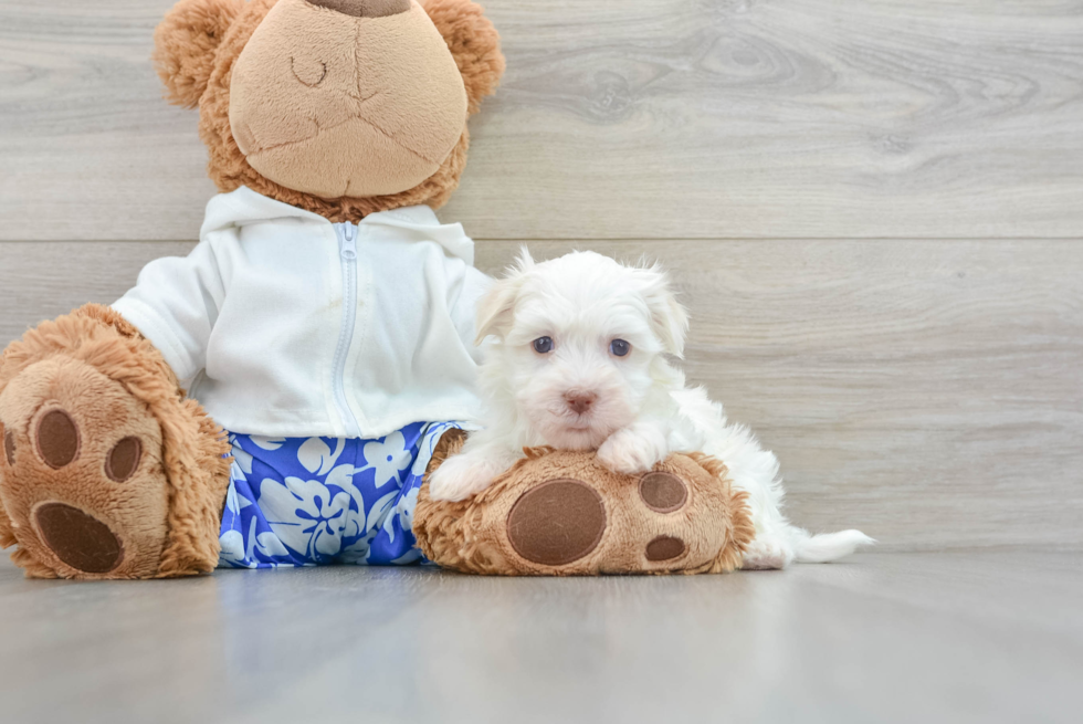 Little Havanese Purebred Pup