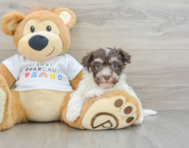 7 week old Havanese Puppy For Sale - Windy City Pups