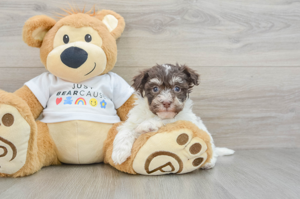 7 week old Havanese Puppy For Sale - Windy City Pups