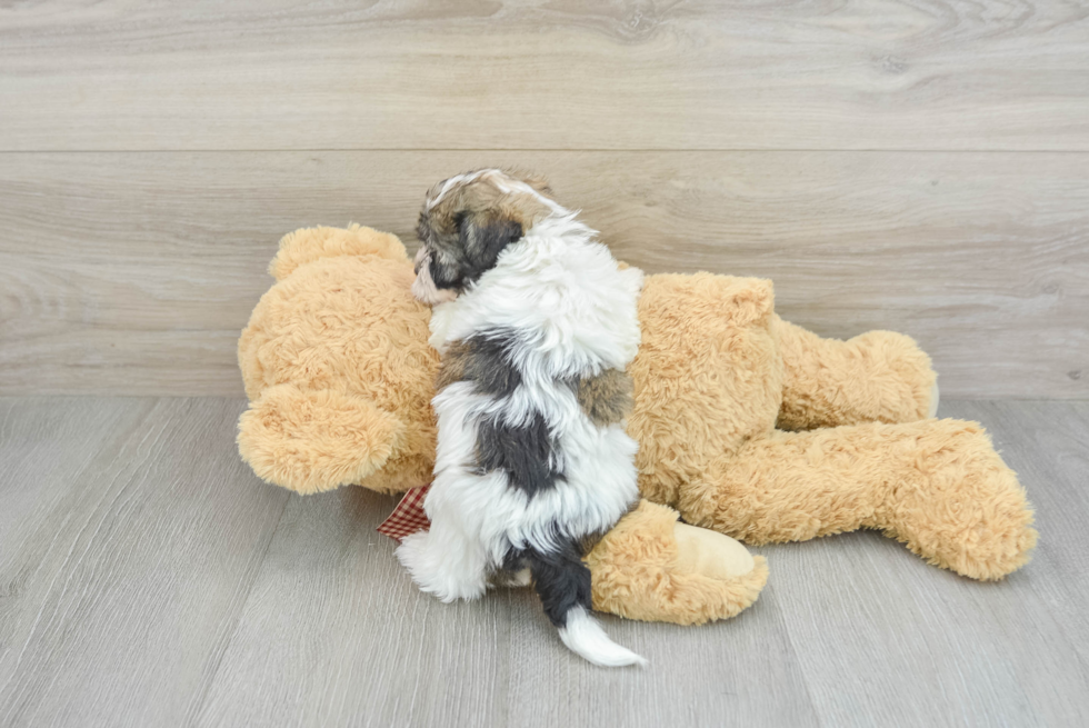 Best Havanese Baby