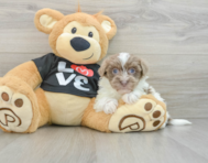 8 week old Havanese Puppy For Sale - Windy City Pups