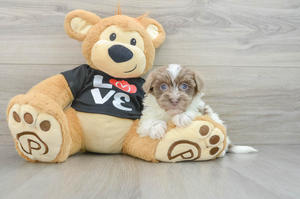 7 week old Havanese Puppy For Sale - Windy City Pups