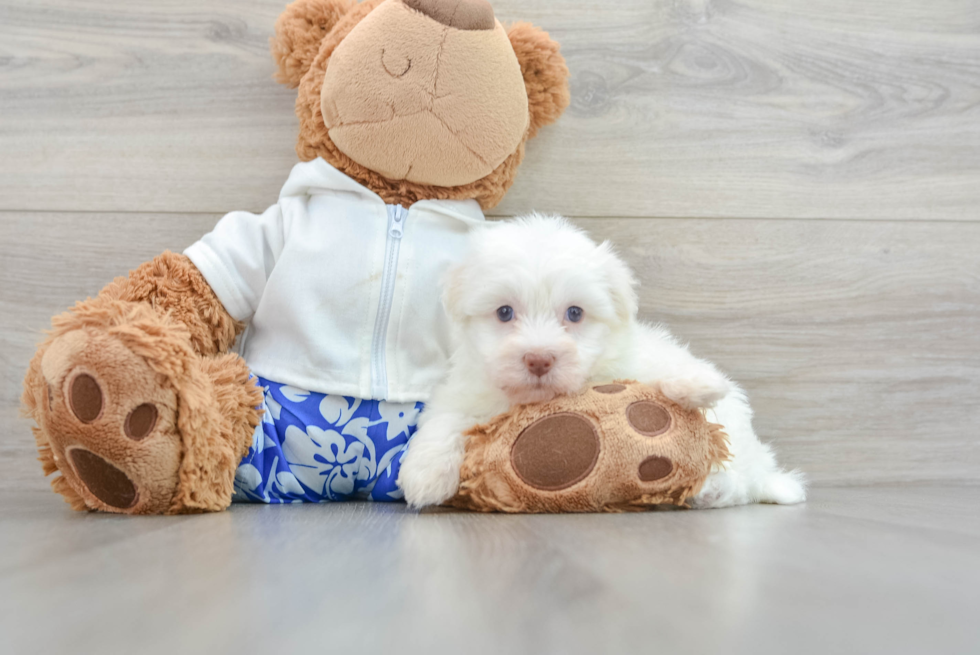 Havanese Pup Being Cute