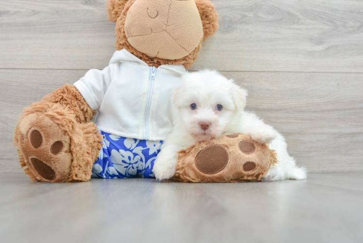 Havanese Puppy for Adoption